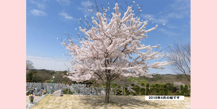 神戸聖地霊園　樹木葬「永代供養さくら」