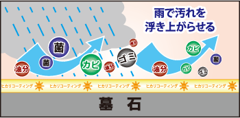 雨水が汚れを落とす