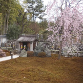 養養徳院 桜の風景