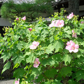 養徳院 季節の花々